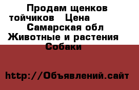 Продам щенков тойчиков › Цена ­ 8 000 - Самарская обл. Животные и растения » Собаки   